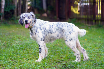 Portrait of a english setter dog with closed eyes standing in the grass