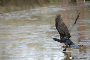 Serie Kormoran Vogel beim Abflug nach Süden mit gespreizten Flügeln. Seitenansicht der Silhouette am Fluß im Naturschutzgebiet in Deutschland.
