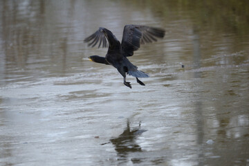 Serie Kormoran Vogel beim Abflug nach Süden mit gespreizten Flügeln. Seitenansicht der Silhouette am Fluß im Naturschutzgebiet in Deutschland.
