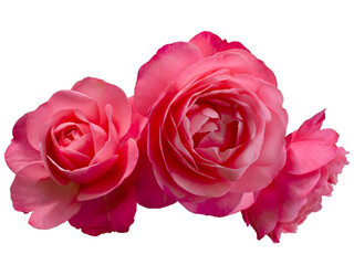 Beautiful bouquet of pink roses arrangement isolated on transparent background. Detail for creating...