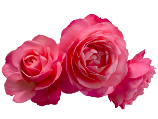 Beautiful bouquet of pink roses arrangement isolated on transparent background. Detail for creating a collage