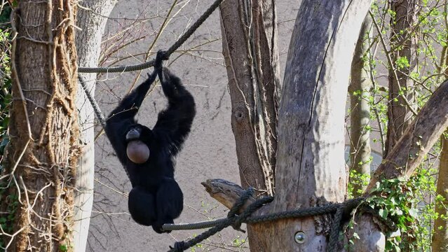 The black-headed spider monkey, Ateles fusciceps is a species of spider monkey, a type of New World monkey, from Central and South America.