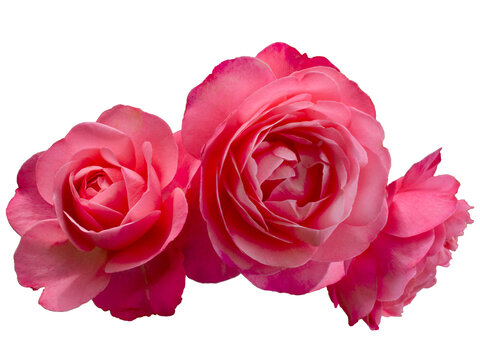 Beautiful bouquet of pink roses arrangement isolated on transparent background. Detail for creating a collage