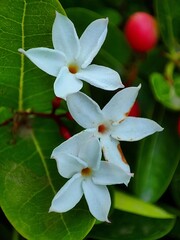 Carissa carandas or  Karonda fruit and flowers