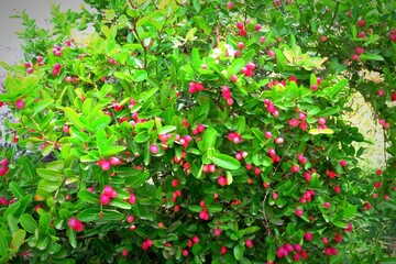 Carissa carandas or  Karonda fruit and flowers