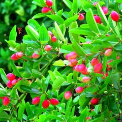 Obraz premium Carissa carandas or Karonda fruit and flowers