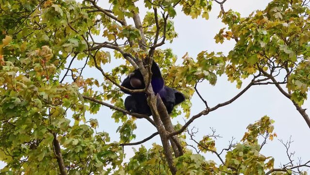 The black-headed spider monkey, Ateles fusciceps is a species of spider monkey, a type of New World monkey, from Central and South America.