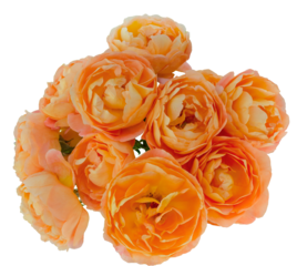 Yellow rose flowers top view isolated on transparent background. Detail for creating a collage