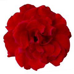 Single Bright red rose is on transparent background. Detail for creating a collage