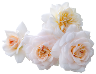 Beautiful bouquet of white roses isolated on transparent background. Detail for creating a collage