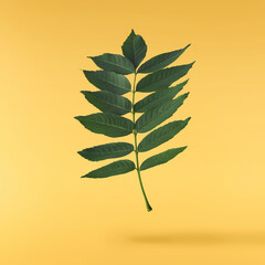 Fresh green Ash tree leaves falling in the air isolated