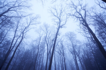treetops in a winter forest, low angle view, foggy weather