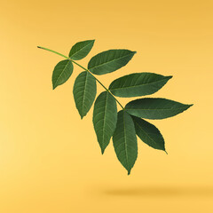 Fresh green Ash tree leaves falling in the air isolated - obrazy, fototapety, plakaty