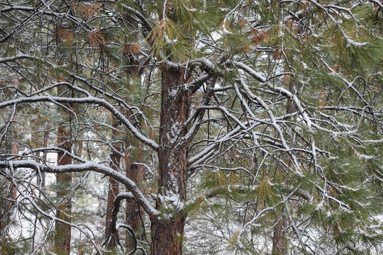 Snow winter trees background scenic 