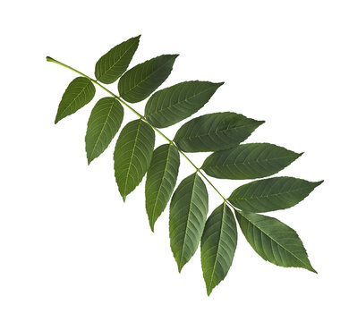 Fresh green Ash tree leaves falling in the air isolated