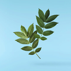 Fresh green Ash tree leaves falling in the air isolated