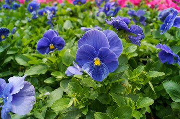 The close-up of common blue violet, pansy, in the bush