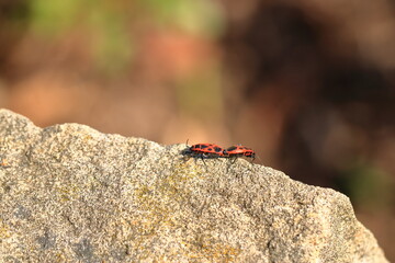 Fire beetles in the summer on a stone