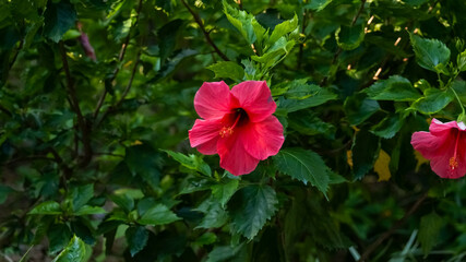 The close-up of shoeblackplant, hibiscus rosa-sinensis, Chinese hibiscus. A big red flower with tree background.