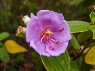 The close-up of a common Melastoma, Melastoma malabathricum with green leaves background