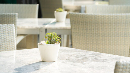 A cactus or succulent plant in white flower pot is placed on marble table with blurred background...