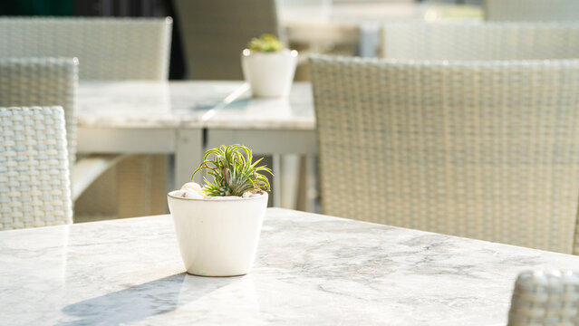 A cactus or succulent plant in white flower pot is placed on marble table with blurred background of swimming pool and poolside bar at luxury hotel. Interior decoration object photo.