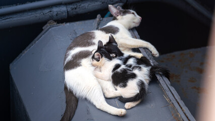 A mother cat is breastfeeding for newborn baby cats, very warming moment. Animal life in action...