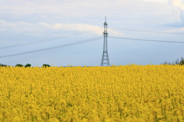 Spring landscape with yellow rapeseed field in Saxony, Germany