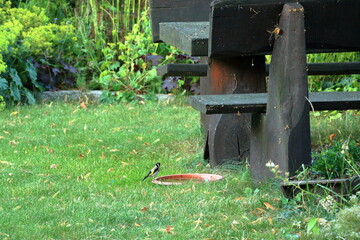 a bird is drinking water in a garden in summer, Stieglitz Carduelis carduelis, Distelfink, European...