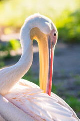 Pink pelican in natural nature close-up