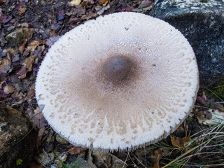 mushroom in the forest