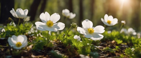 Naklejka na ściany i meble Beautiful white flowers of anemones in spring in a forest close-up in sunlight in nature.