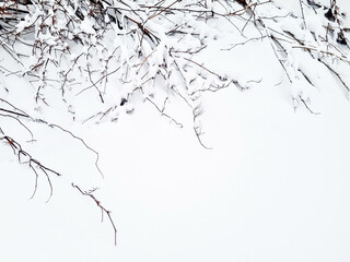 Tree branches in the snow. Winter landscape. Snow covered tree branches.