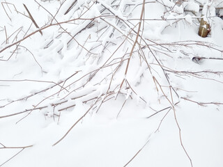 Tree branches in the snow. Winter landscape. Snow covered tree branches.