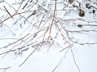 Tree branches in the snow. Winter landscape. Snow covered tree branches.