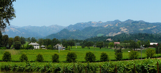 Fototapeta na wymiar Vineyards, Silverado Trail, Napa Valley, California, United States