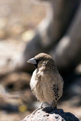 A close photo of sociable weaver