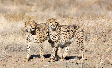 Photo of two cheetah