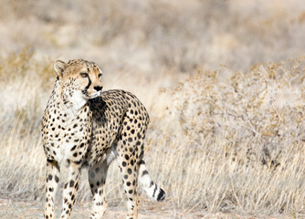Photo of one cheetah