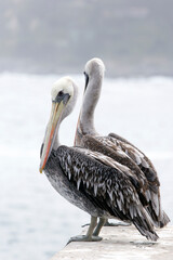 A photo of Peruvian pelican birds