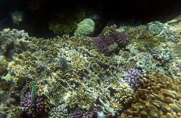 Fototapeta premium Under water photo of coral reef