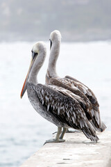 A photo of Peruvian pelican birds