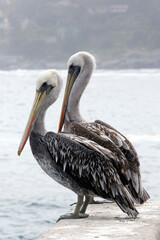 A photo of Peruvian pelican birds