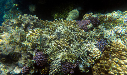 Naklejka na ściany i meble Under water photo of coral reef