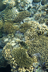 Naklejka na ściany i meble Under water photo of coral reef