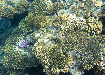 Fototapeta na wymiar Under water photo of coral reef