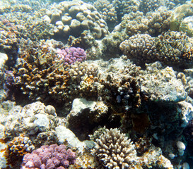 Fototapeta na wymiar Under water photo of coral reef