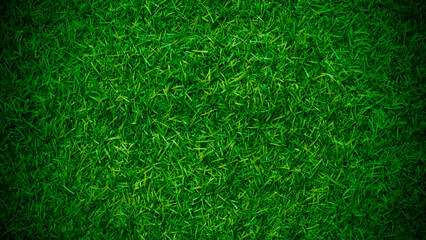Green grass texture background grass garden concept used for making green background football...