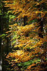 Autumnal mood with sunshine and wonderful colors in the forest.