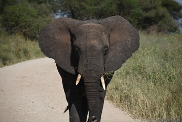 Elephant